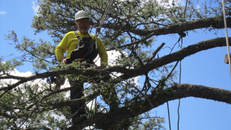 How to Determine a Tree Service Cost