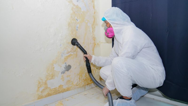 Mold Removal Costs – Factors That Affect the Cost of Mold Removal