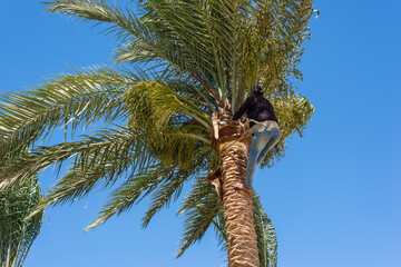 Proper Palm Tree Trimming