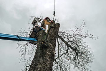 How A Tree Service Can Help You